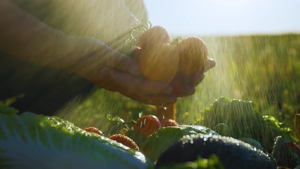 Close Up of the Farmers Hand with Bunch of Tomatoes Being Sprinkled with Water