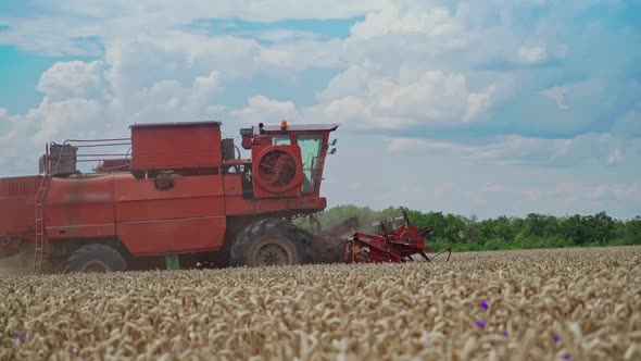 Side view of big red combine harvesting golden wheat in the field under the blue sky.