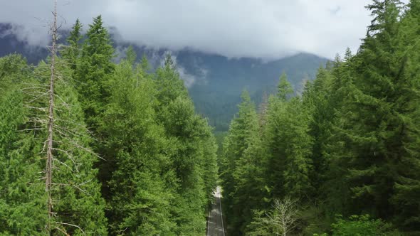 Cinematic  Aerial Green Beautiful Tree Tops High Green Mountain on Background