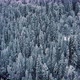 Forest In The Snowy Mountains - VideoHive Item for Sale