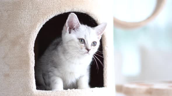 Cute Scottish Kitten Playing On Cat Tower