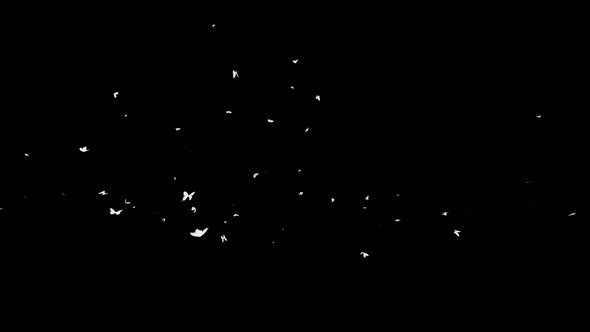 4K Butterflies White Silhouette alt