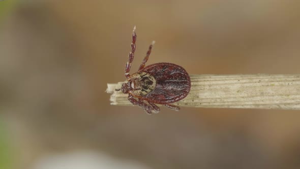 Blood-sucking Mite Creepes on the Sprig of Grass in the Forest To Find the Victim