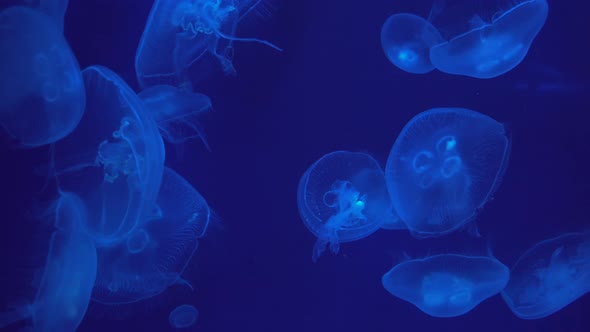 Close view of  some Jellyfishes swimming