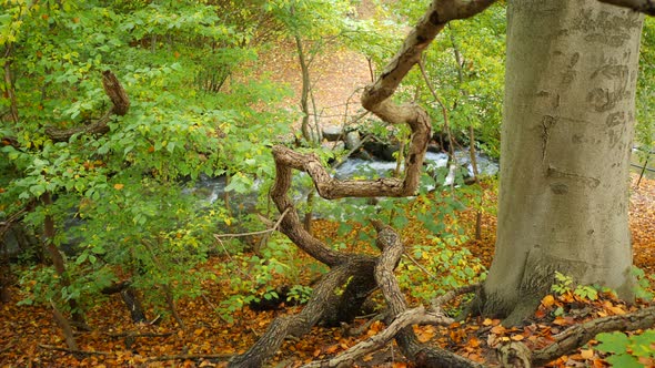 river flowing through autumn forest