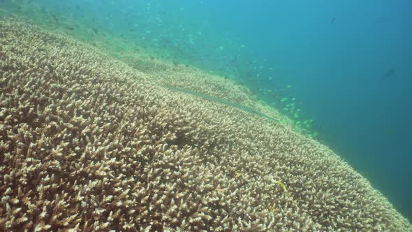 Coral Reef and Tropical Fish. Bali,Indonesia.