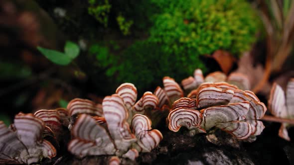 Mushrooms growing on dry tree trunk in woods