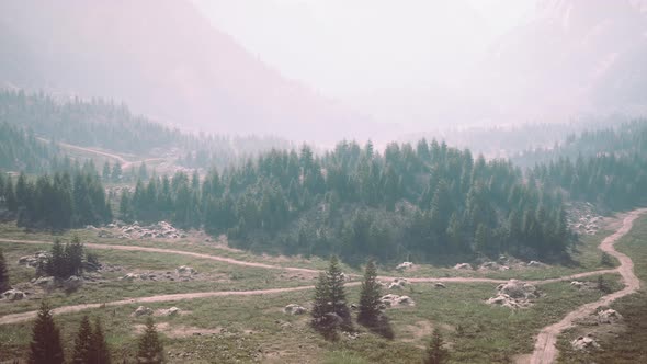 Bird's Eye View of Road Running Through Beautiful Green Pine Woods