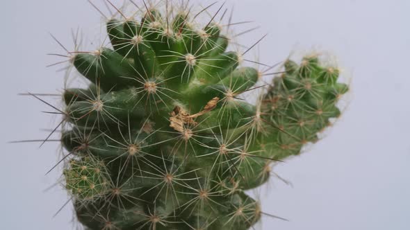 Close Up Of Mammillaria Spinosissima Plant Revolving Around Itself On The White Screen Background