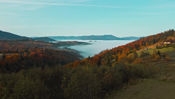 Sunrise in the Misty Forest