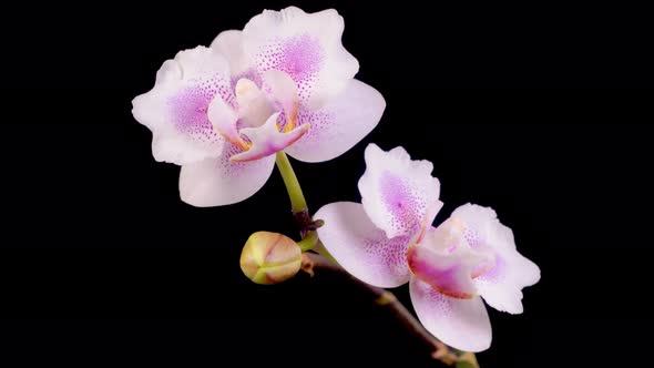 Blooming Pink Orchid Phalaenopsis Flower