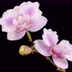 Blooming Pink Orchid Phalaenopsis Flower - VideoHive Item for Sale
