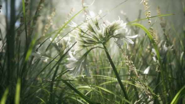 Grass Flower Field with Soft Sunlight for Background.