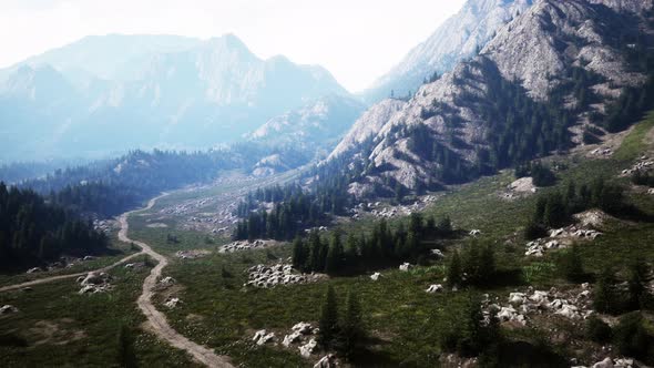 Bird's Eye View of Road Running Through Beautiful Green Pine Woods