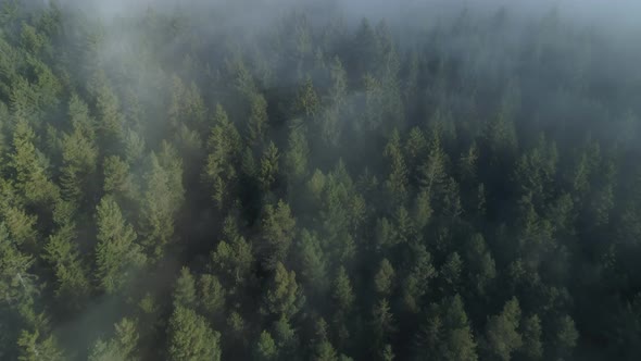 Aerial view of forest through fog, autumn, Black Forest, Germany