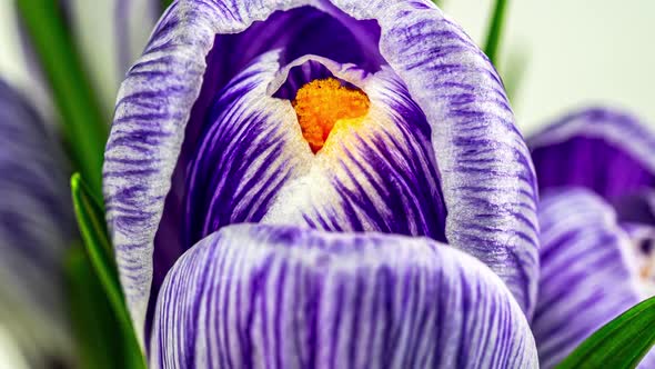 Timelapse Blooming Crocuses Isolated on White. Close-up: Purple Crocus Flowers and Buds, Green