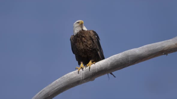 Bald Eagle Perched and Looking Around