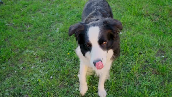 Outdoor Portrait of Cute Smiling Puppy Border Collie Jumping Waiting for Reward on Park Background