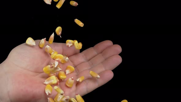 Corn Grains Will Fall on the Hand on the Black Background