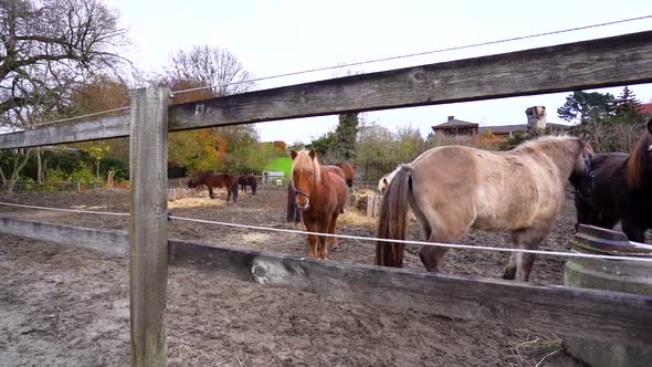 Group of brown horses standing and eating straw in slow motion