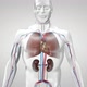 Human Respiratory System Lungs Anatomy Animation Concept. 3D - VideoHive Item for Sale