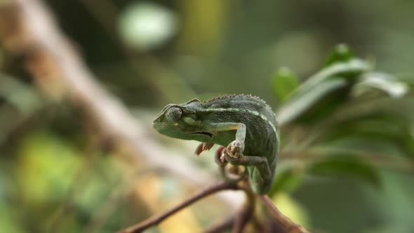 Side shot of rocking chameleon