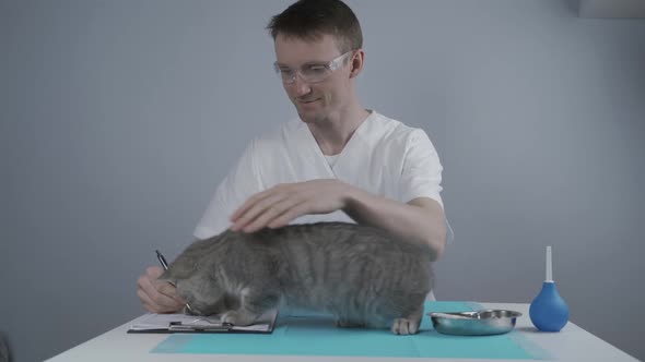 Veterinarian with Stethoscope Trying Examine Funny Naughty Scottish Straight Kitten on Table in