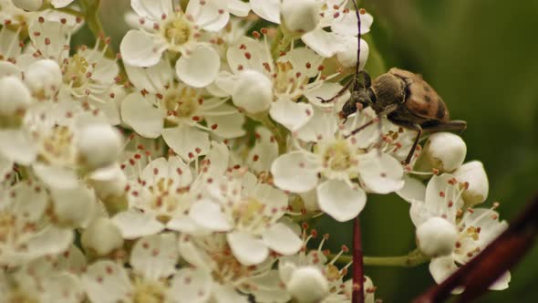 Longhorn Beetle With Speckles Feeding On Top Of Pyracantha Flowers. Close Up, Macro Shot