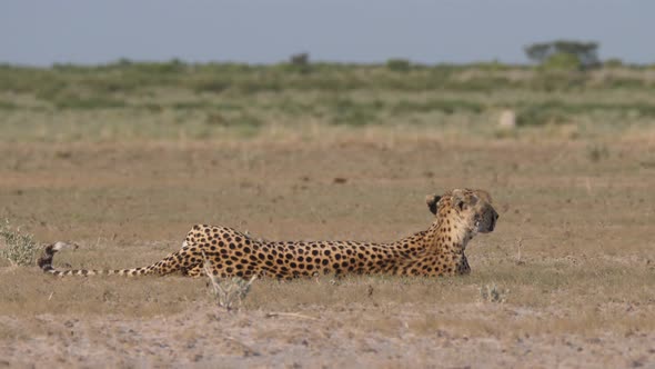 Cheetah resting and swings with his tail on the savanna