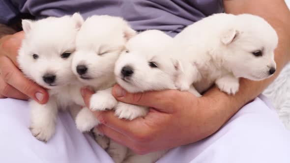 Four Japanese Spitz Puppies in the Hands of a Man