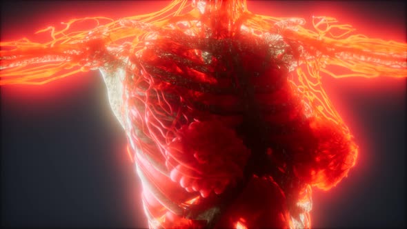 Colorful Human Body Animation Showing Bones and Organs alt
