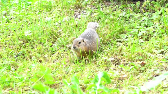 Gophers on the Lawn A Gopher Hiding in His Hole