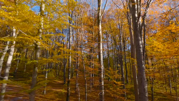 Maneuverable Flight Between Trees Close to Branches in a Fabulous Autumn Forest