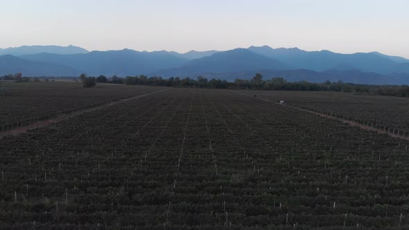 Aerial flight over beautiful vineyard landscape in Kvareli, Georgia