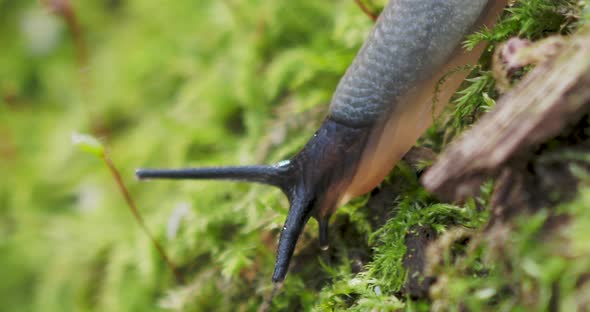 Macro Footage with Slug. Land Slug, Shell-less Terrestrial Gastropod Mollusc in Autumn Forest.