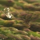 Water splashing onto asparagus in super slow motion.  Shot on Phantom Flex 4K high speed camera. - VideoHive Item for Sale