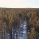 Aerial Flight Over the Winter Forest - VideoHive Item for Sale