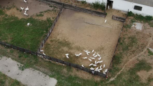 Aerial View of Paddock on Ranch with White Goats Running Out Barn