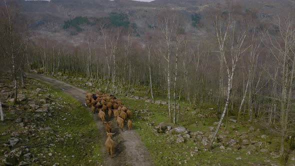 Beautiful scene of domesticated animals. Highland cattle herd in tight group wandering over leafless