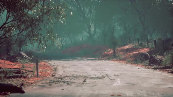 Asphalt Road Through the Deep Forest