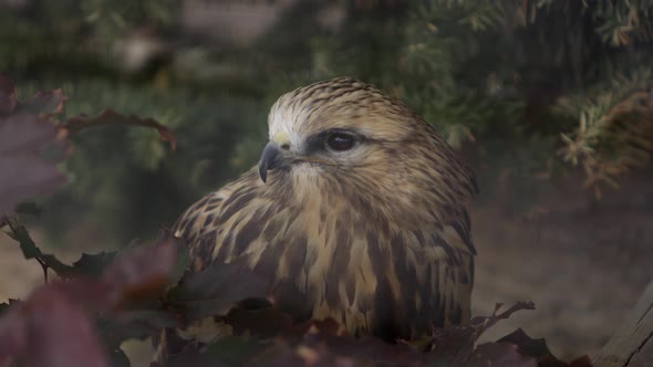 kestrel close up looking towards lens.