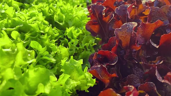 Wet Lettuce Leaves and Red Lollo Rosso Salad  Top View Slow Motion Camera Dolly Wiring