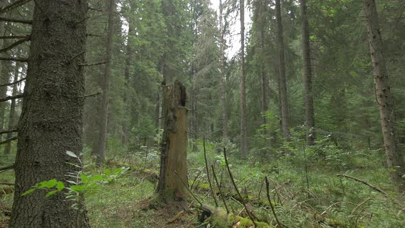 Broken tree in a forest