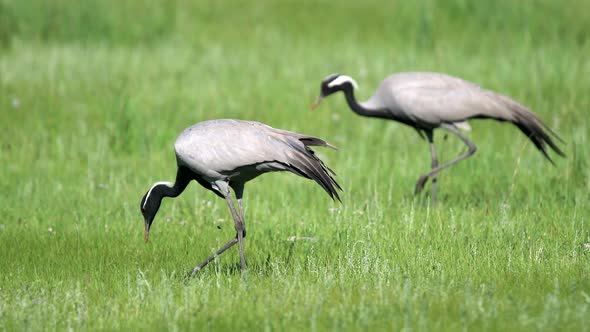 Real Wild Crane Birds Walking in Natural Meadow Habitat