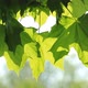 Maple Green Leaves - VideoHive Item for Sale