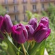 Bouquet of Flowers Purple Tulips in Woman Hands - VideoHive Item for Sale