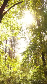 Vertical Video Autumn Forest By Day