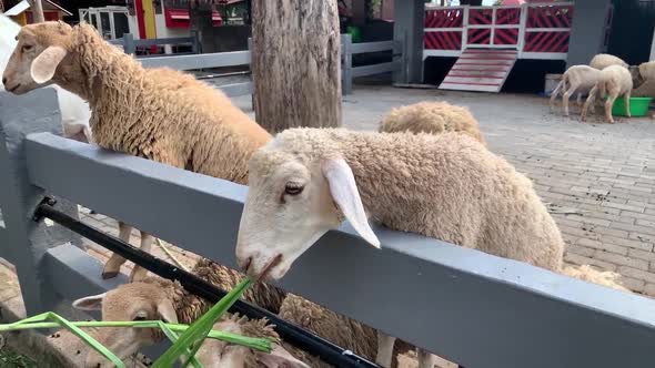 Qurban Livestock