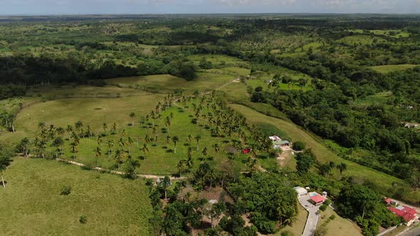 Beautiful Nature of Dominican Republic Palm Trees Grass on the Hills