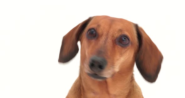 4K - Dachshund head. Dog barks